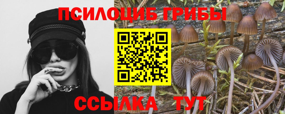 Галлюциногенные грибы Psilocybe Новокузнецк